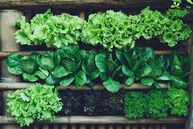 Leafy greens like spinach