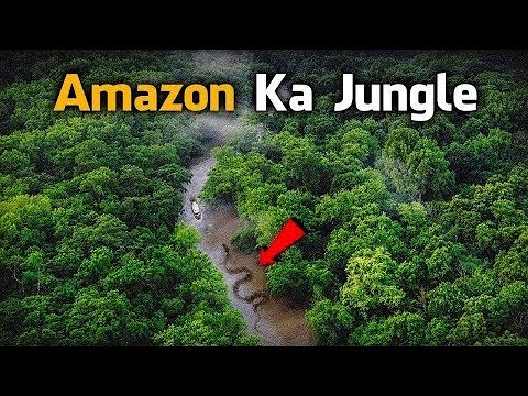 Most Dangerous Animals Of Amazon Rainforest | Strange Facts About Amazon Rainforest