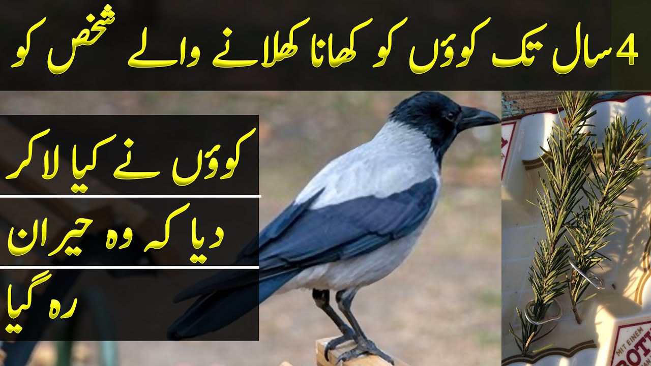 A Man Fed A Pair of Crow For 4 Years than They Brought Him Something Amazing