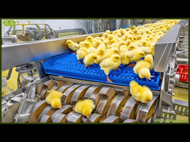 Chicken Mega Factory: Chicken Egg Incubation Technology - Broiler Raising Method & Process