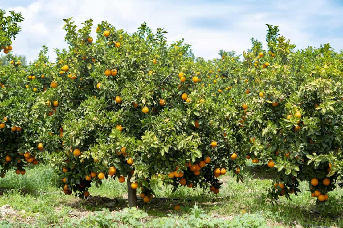 Santra Kis Mausam Mein Behtareen Ugta Hai? - What climate do oranges grow best in?