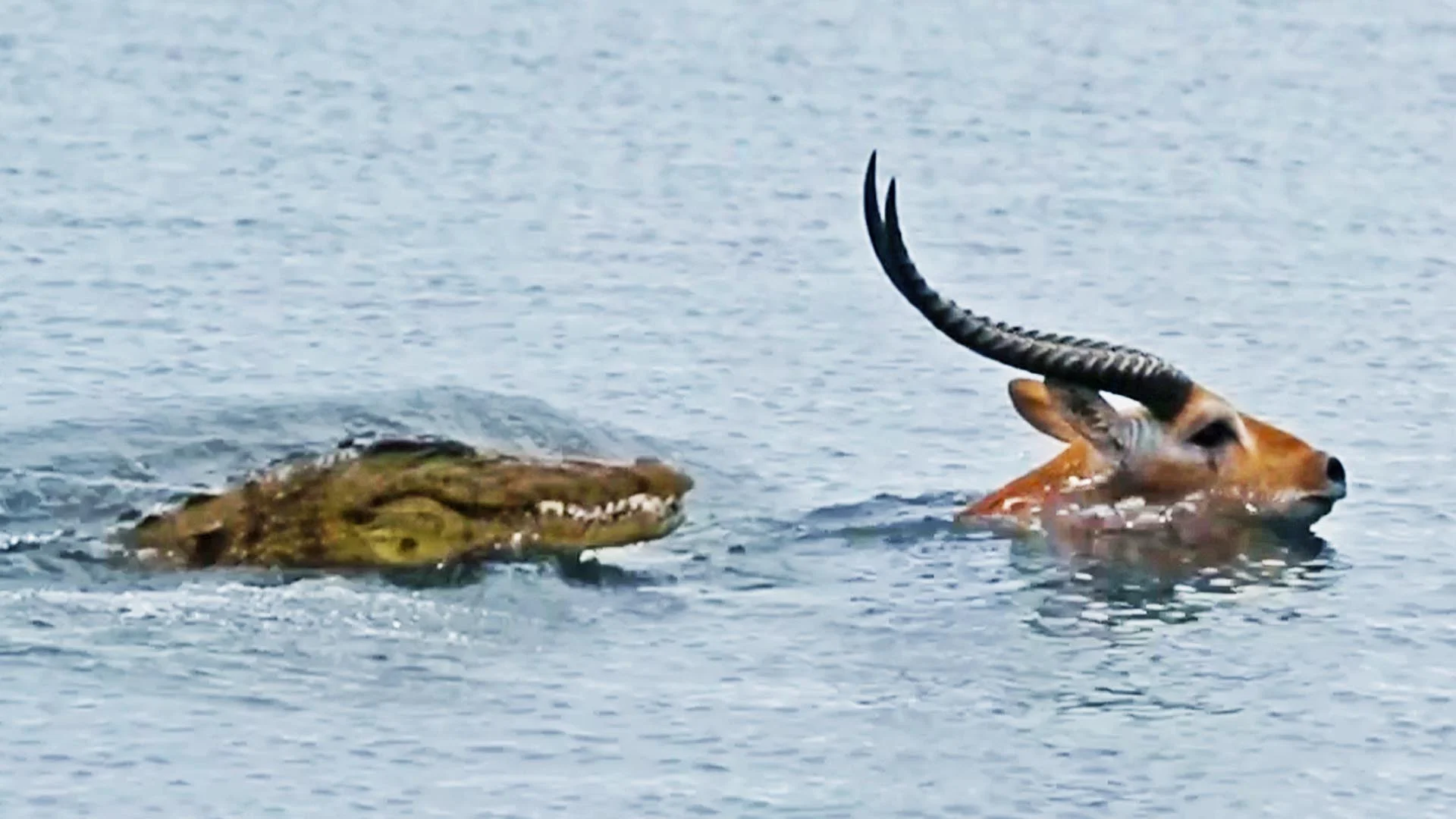 Buck Swims for its Life from Crocodile - haris stories in urdu