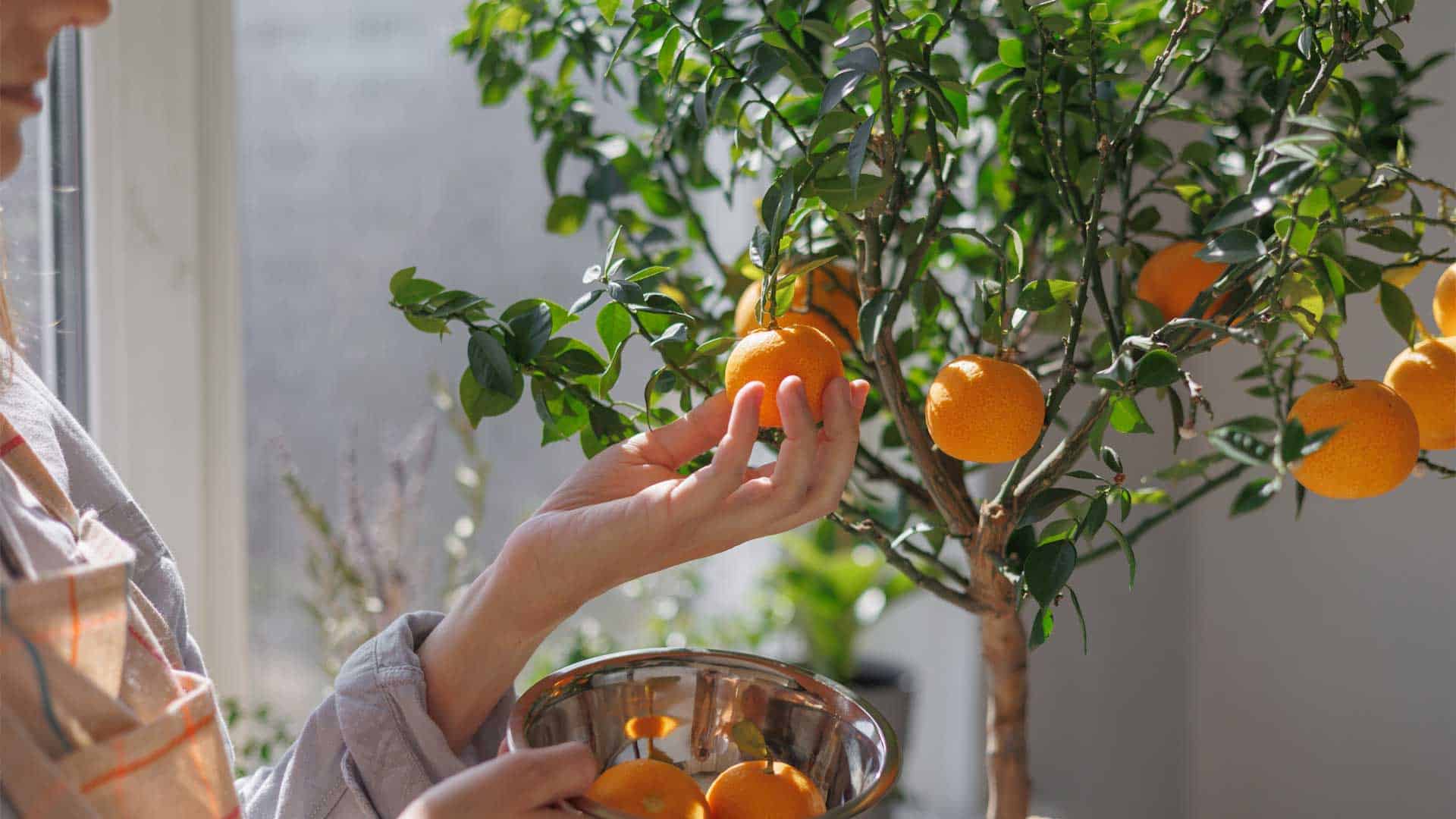 Behtareen Indoor Santra Darakht: Ghar Mein Santra Uganay Ki Mukammal Rahnumai - Best Indoor Orange Tree: A Complete Guide