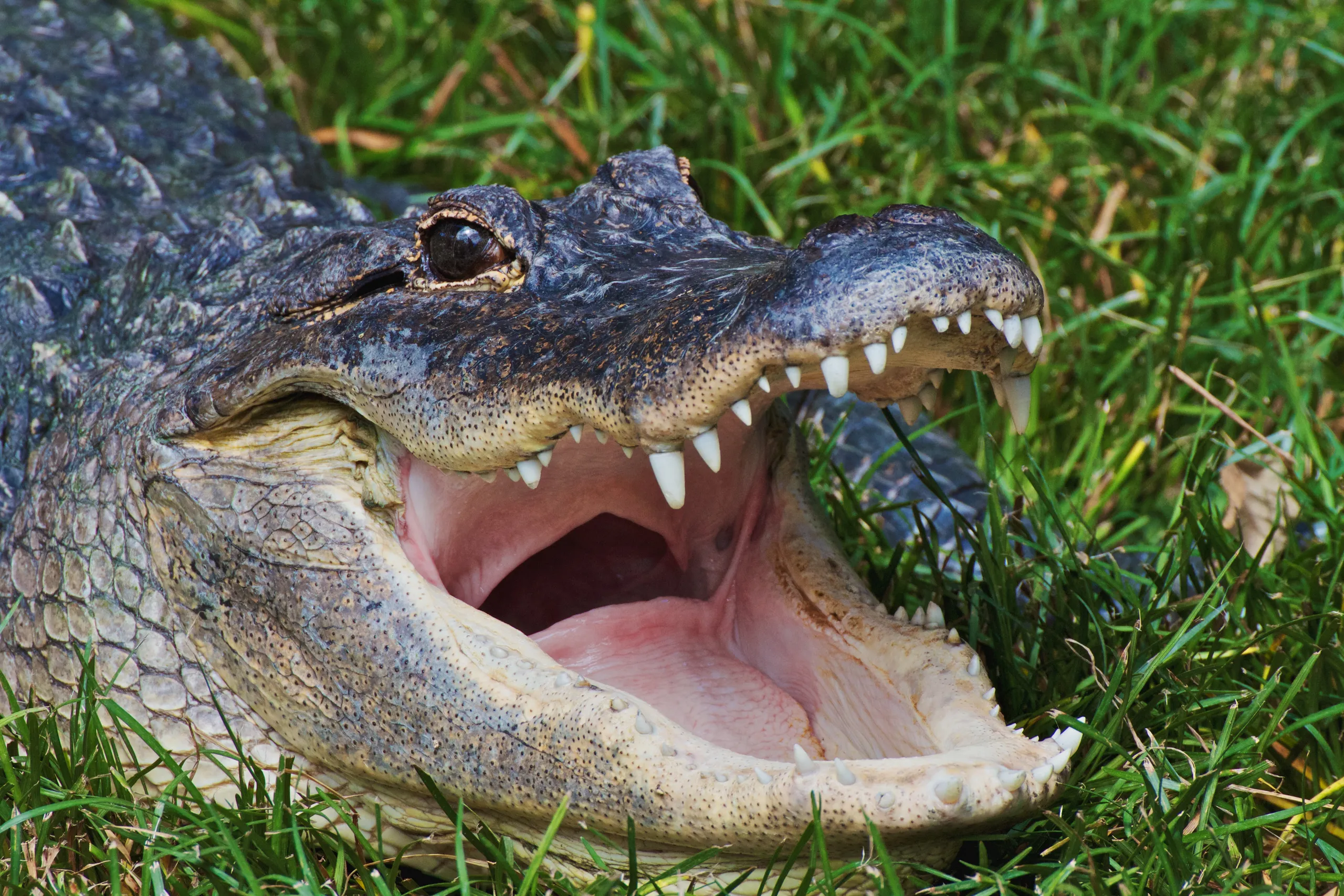 Alligator: A Fascinating and Powerful Creature of Nature (Aligator: Qudrat ka Shandar Aur Dilchasp Janwar)