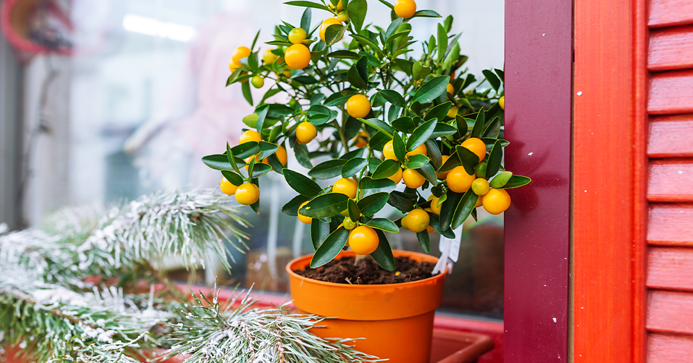 Ghar Ke Andar Santra Ka Darakht Ugaane Ka Behtareen Tareeqa - What is the best orange tree to grow indoors?