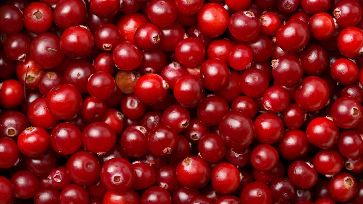 Kini Berry ke Sehatmand Faide: Aapki Zindagi Mein Inko Shamil Karne Ki Wajahen - What are the cranberry health benefits?