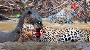 Jaguar vs Giant Otter: A Fatal Confrontation and the Survival of the Jaguar