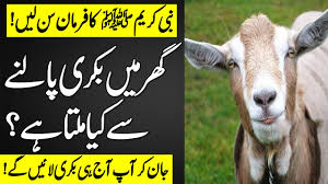 Ghar Mein Bakri Palna: Islam Mein Iska Maqam Aur Fawaid - گھر میں بکری پالنا: اسلام میں اس کا مقام اور فوائد