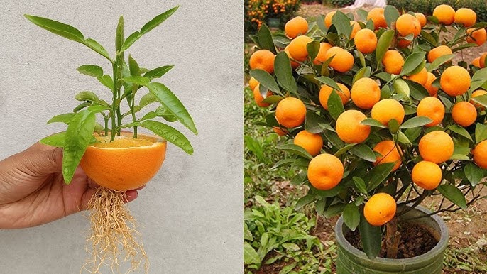 Ghar Ke Andar Santra Ka Darakht Ugaen: Mazedaar Phalon Ke Liye Mukammal Raahnuma - How to Grow an Orange Tree Indoors for Year-Round Fruit