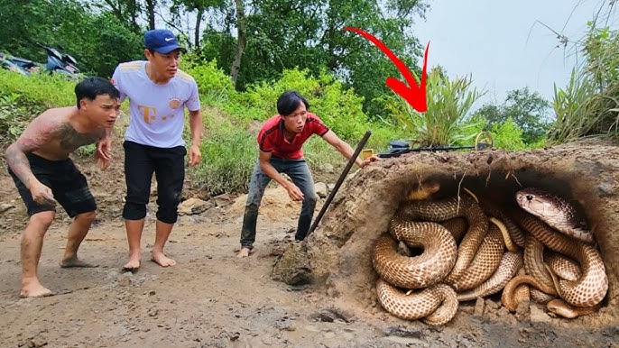 Three Brave Experts Capture 100 King Cobras by Hand: A Record-Breaking Feat