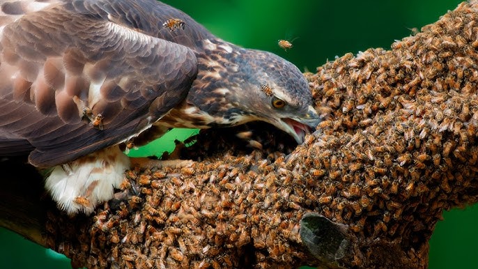 Honey Buzzards: Masters of Hunting Deadly Hornets