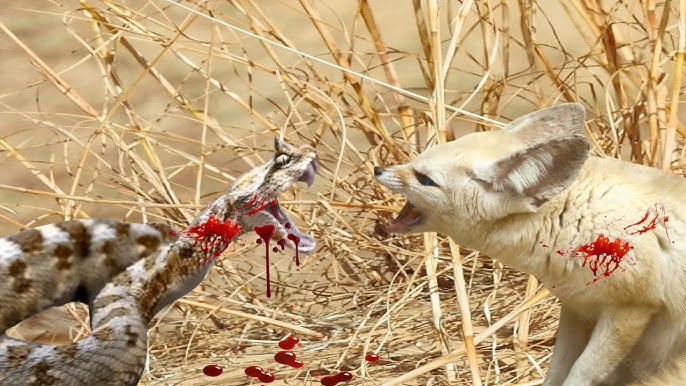 Survival in the Sahara Desert: The Fennec Fox and the Snake's Struggle for Life