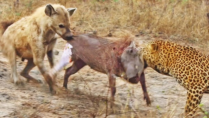 Leopard and Hyena Break Warthog Apart While Still Alive - Haris Stories In Urdu