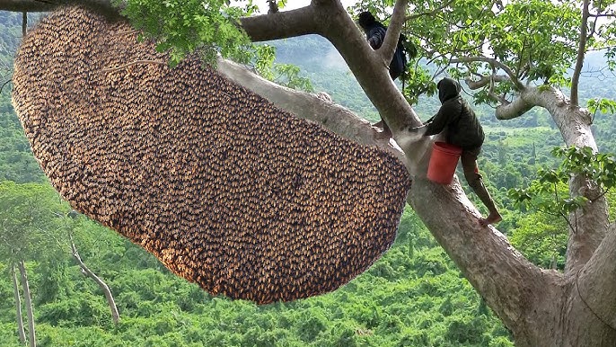 Primitive Technology: The Amazing Art of Catching Giant Honeybees for Food from Tall Trees