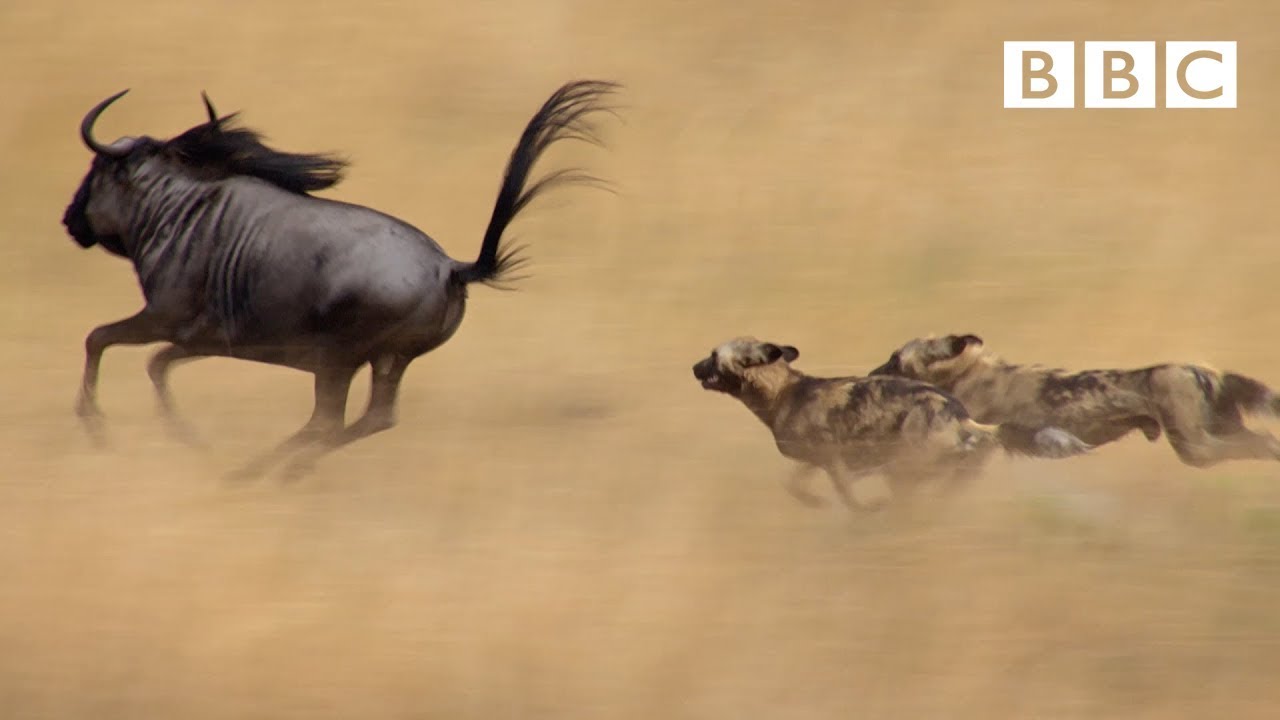 The Power of the Pack: The Amazing Relay Hunting Strategy of Wild Dogs