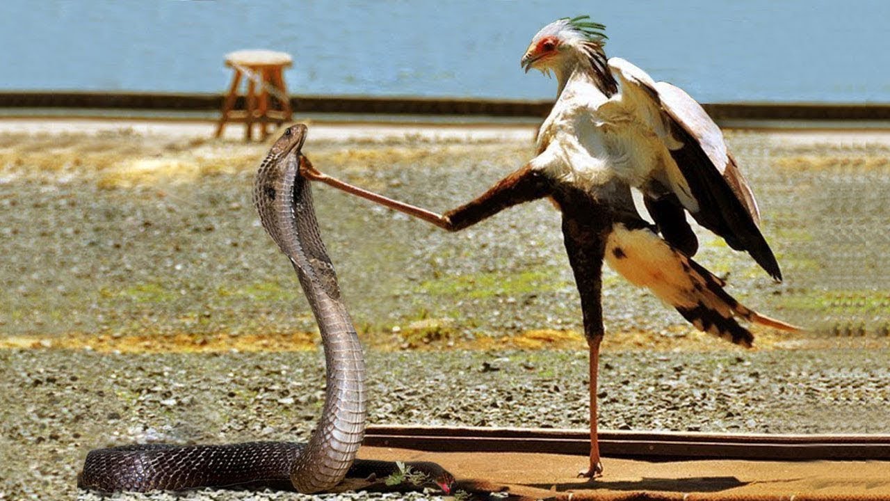 Sikritri Bird: Uqaboon Ka Dushman, Aur Cobra Ka Qaatil