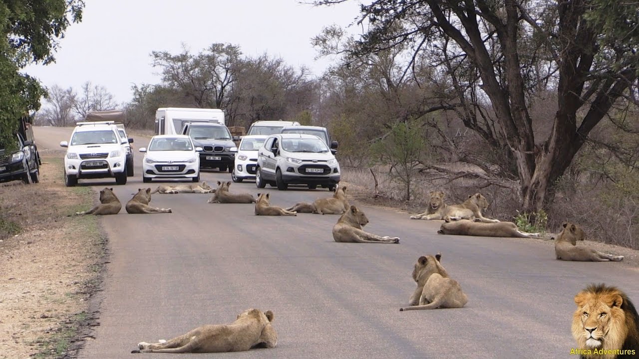 Largest Lion Pride Ever Blocking Road In Kruger Park - story in urdu