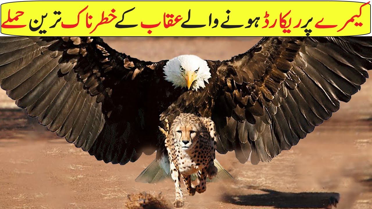 The Most Dangerous Eagle Attacks: A Compilation of Powerful Strikes in Nature