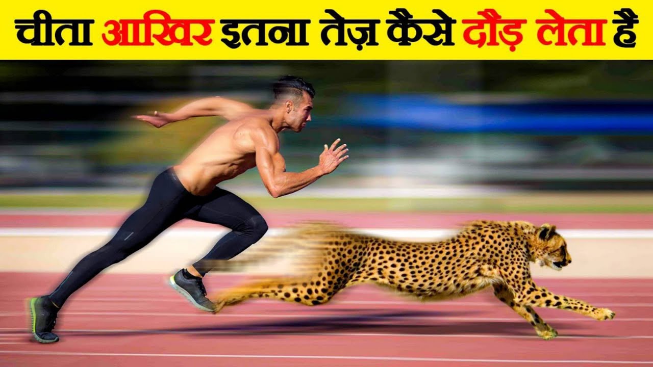 Why You Can't Outrun a Cheetah: The Secrets Behind Nature's Fastest Runner - story in urdu