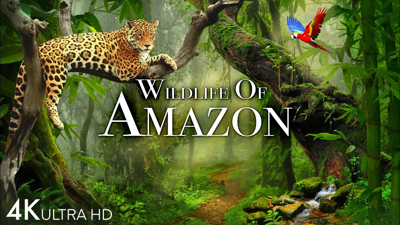 Exploring the Wonders of Amazon's Wildlife in 4K: Animals That Call the Jungle Home | Amazon Rainforest | Scenic Relaxation Film