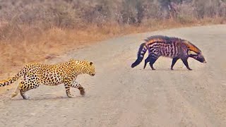 Leopard Stalks Civet in the Middle of the Road - Story In Urdu