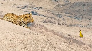 Innocent Baby Bird Walks up to Leopard - Crazy Ending - Haris Stories