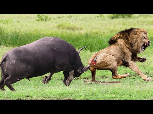 An EPIC SIGHTING! Battle between lions and buffalo 🦁🐃🤠 - Haris Story In Urdu