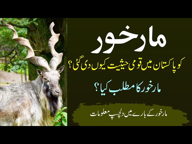 Markhor: Ek Munfarid Aur Nayab Janwar